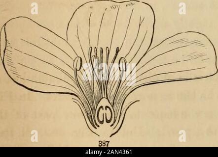 Introduction à la botanique structurale et systématique, et physiologie végétale, : étant un 5ème et rééditdu livre de texte botanique, illustré avec plus de treize cents boisés . olla du calice, les étamines de la corolle, ou tous d'eux hors du pistil; et donc déguiserl'origine réelle des organes floraux du réceptacle ou de l'axe, des séries insuccessives, l'une à l'intérieur ou au-dessus de l'autre (421). La con-simation de la fleur comme des aspects tels la consolidation, ou son ab-sence, donne lieu à trois termes qui sont beaucoup utilisés dans la botanique descrip-tive, et que l'étudiant devrait thoroug Banque D'Images