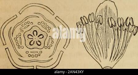 Introduction à la botanique structurelle et systématique, et physiologie végétale, : Étant un 5ème et réédité du livre de texte botanique, illustré par plus de treize cent boisés . f une véritable origine axillaire des organes en question, donc, semble être gratuit, et il introduirait certainement la complexité nécessaire dans la théorie de la fleur. Il ne jette pas non plus de lumière uponleur morphologie pour appeler de tels appendices de pétales déformés glandes ; un termphus beaucoup trop vague pour avoir une valeur morphologique attribuable. Les stipules vraies InLinum sont réduites aux glandes. Nous pensons donc à l'heure actuelle Banque D'Images
