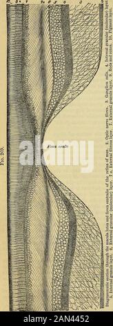 Principes de la physiologie humaine du Carpenter . 732 DES ORGANES DES SENS, ET DE LEURS FONCTIONS. Et fovea centralis sont con-siderables. Presque dans la vision axisof un pigment intensément jaunâtre est déposé entre les éléments des différentes couches, à l'exception de la couche bacillare et externalgranuleuse. Le centre de la tache jaune est dépressédanteriorly (Fig. 269) à formal fovea centralis. Le rétinien plus épais à la macula lutea, bien sûr à l'exception de la foveacentralis, que dans les pièces d'adjoiningparts, et est au même moment et plus enclin au changement post mortem, probablement inconfortable Banque D'Images