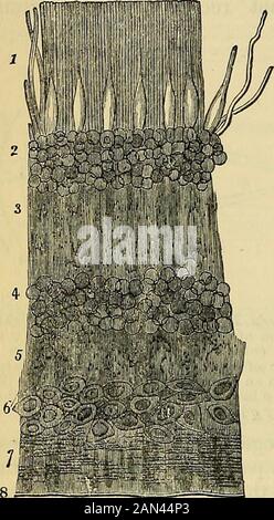 Les principes de la physiologie humaine de Carpenter . ibrils de la minuterie immea-surable. Ceci est de nouveau réussi par la couche de granules intérieurs(5), qui contient deux types distincts d'éléments cellulaires nucléés, dont l'un est intégré dans des fibres nerveuses disposées radialement, et l'autre dans des fibres similaires éliminées du tissu conjonctif ; ensuite vient (6), la couche externe de granularor, composée d'une fine couche de tissu de plexiforme fin, enclosinga peu de noyaux et de cellules lisses^ avec des fibres plus grossières fonctionnant parallèlement à la théurface de la rétine. La couche granuleuse externe (7), qui se compose d'un Banque D'Images