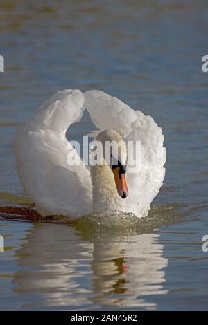 MUTE Swan (Cygnus olor) - Busking - adultes si menacé assument une posture agressive distinctive appelée bustiking - Native to Eurasia - Introduit dans N Banque D'Images