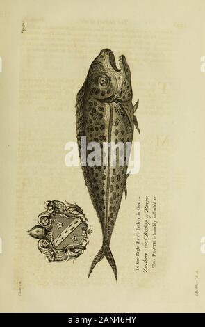 L'histoire naturelle de la Barbade : dans dix livres . dénoyés pour aller dans la mer, non pas dans les lyvies, mais hath son armure ou Shell foon renouvelé. Ainsi, Ce Monsieur induf-trious et appris, tout en se défiquant de donner à l'homme-gentil comme vrai une description de cela, comme il le fait d'almofi: Chaque thinghe traite de, a été beaucoup impotée par son Informateur. Ce Malheur se produit quand nos informations proviennent de Parfums, qui apprécient l'aggrandisation ou la gauchissement de ce qui est, ou n'est pas, acceptable pour les Opinions préférées du pays, ou L'Imagination des terlefs. La Défcriptiondu juft Tortoife maintenant mentionné, Banque D'Images