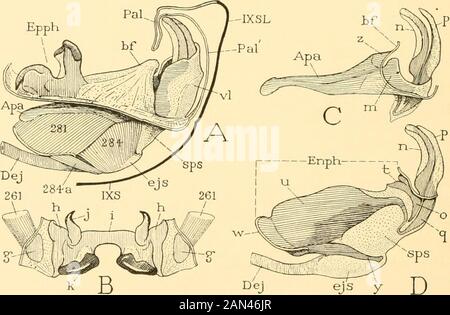 Collections diverses Smithsonian . A ^ B Fig. 30.—fin de l'abdomen masculin de Camnula pellucida (Oedipodinae).A, vue latérale. B, vue dorsale.. Dej ejs y Fig. 31.—organes génitaux masculins de Camnula pellucida (Oedipodinae). A, les organes phalliques situés sur le sol de la chambre génitale, et les muscles ofinophalliques bulbe. B, épiphallus, vue dorsale et muscles écarteurs associés.C, lobe dorsal de l'aedeagus et apodeme latéral, côté gauche. D, endophallus et processus apicaux des parties d'aedeagus. L'épiphallus est grand et fortement développé (fig. 31 A, Epph, B). Le pli basal (A, hf) couvre la base du A Banque D'Images