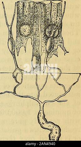 Principes de la physiologie humaine du Carpenter . - Xchr°^iVcidand &lyce  =» J r ir m J rine. Mag. 600 diam.) qui sont composés en dessous de t lâche, et près de leur extrémité libre de tissu compact et conjonctif, formant un coussin de nerf; Sur l'eachof se trouve un disque gustatory, dont la structure est analogue à celle de l'ampoule gustatory, résolable en cellules goblet columnar soutenant orprotectrices, et les cellules forquées, qui semblent être la suite de thenon-medullated nerf-fibres (Fig. 255). 556. L'application simple d'une substance sapide à la surface gustative est habituellement suffici Banque D'Images