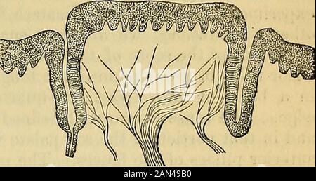 Principes de la physiologie humaine du Carpenter . Bulbes gustatifs de l'organe gustatif latéral du laLapin. Mag. 450 diam. SENS DU GOÛT. 711 Fig. 254.. Section transversale à travers une papillaate eireumvallate d'un veau, montrant l'arrangement des gustatybulbes. Fig. 255. ampoules gustatives, ou papilles. Il s'agit de corps en forme de flacon (Fig. 253), qui sont éliminés dans une zone entourant les côtés du papier circonférenciel(Fig. 254), quelques-uns se trouvent également sur la paroi externe de la vallecula, ou thatqui regarde vers la papille.Schwalbe a estimé le nombre pré-envoyé dans un eirvallate papill Banque D'Images