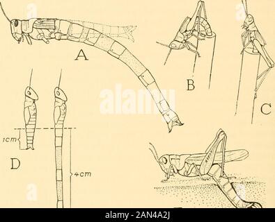 Smithsonian diverses collections . ile l'abdomen rétracté, bien que rempli d'œufs, est seulement 5 cm de long. Lors de la dissection spéciale avec l'abdomen a fait saillie à la longueur maximale, il a trouvé le canal ali-mentary pour contenir l'air; en laissant l'air l'abdomen a pu être restauré à sa taille ordinaire. Il a donc conclu que les insectes diginginsectes avisent l'air dans le tube digestif afin de donner à l'abdomen l'extension nécessaire, le sang environnant servant de torégler la pression. Contrairement à l'opinion de la plupart des écrivains. 56 SMITHSONIAN DIVERSES COLLECTIONS 0 L. 94 Kiinckel dherculais sa Banque D'Images