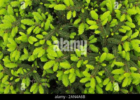 Arrière-plan de nouvelles feuilles épineuses vert. Arrière-plan de feuilles de conifères. Plante verte en toile de fond. Feuilles vert arrière-plan. Gros plan de conifères. Temps de printemps. Les aiguilles, les feuilles des branches de jeunes épinettes. Couleur de printemps Banque D'Images