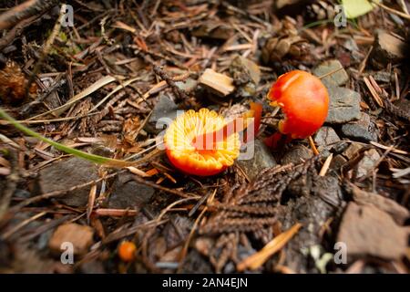 Hygrocybe miniata, Vermilion Waxcap, décoloration ou Waxycap écarlate croissant dans une forêt de conifères, jusqu'à Eagle View, dans le nord-ouest de Sanders Comté, Montana Banque D'Images