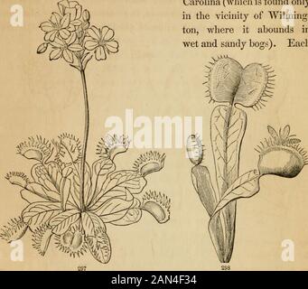 Introduction à la botanique structurelle et systématique, et physiologie végétale, : étant un 5ème et rééditdu livre de texte botanique, illustré par plus de treize cents coupures de bois . écailles de bourgeons minces et sèches ; le feuillage réel provenant d'une branche de l'axil de chaque (Fig. 212). 299. Les feuilles comme Les Tendons sont vues dans la tribu appropriée de Pea ; cependant, seule l'extrémité du pétiole commun est transformée de cette manière (Fig. 287, 289); mais dans une plante du genre (Lathyrus Aphaca) la feuille entière devient un tendril. 300. Feuilles comme Des Épines se produisent dans plusieurs plantes. Les feuilles primaires FIG. 295. A tw Banque D'Images