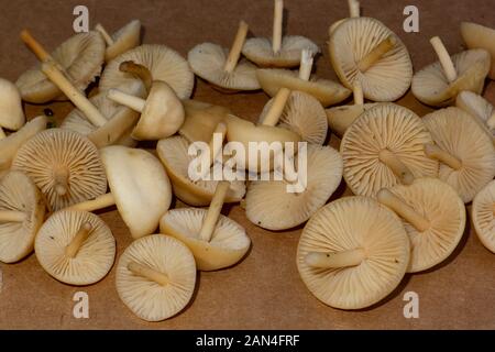 Marasmius oreades, anneau de fée de plus en plus de champignons sur une pelouse à Rock Creek, dans le Comté de Missoula, Montana Marasmius oreades Règne : Fungi Phylum : Basidi Banque D'Images