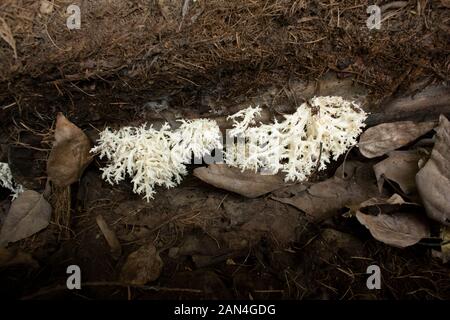 Hericium coralloides, blanc corail champignon poussant sur le fond d'un journal tombé à Troy, Montana. Dents de peigne de champignon. Banque D'Images