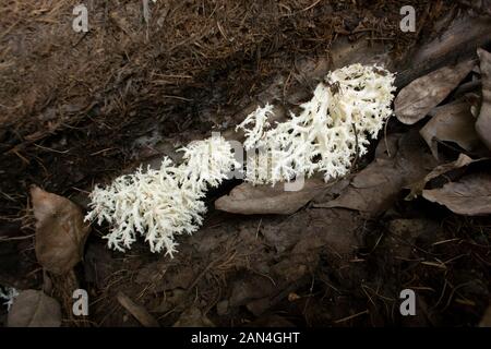 Hericium coralloides, blanc corail champignon poussant sur le fond d'un journal tombé à Troy, Montana. Dents de peigne de champignon. Banque D'Images