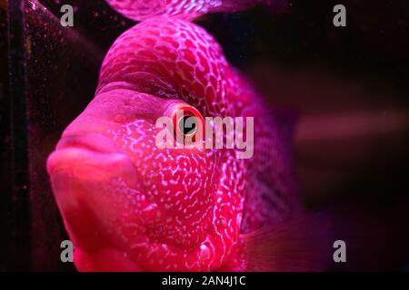 Photo de Flowerhorn Fish (Flowerhorn cichlid) Banque D'Images