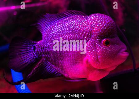 Photo de Flowerhorn Fish (Flowerhorn cichlid) Banque D'Images