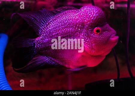 Photo de Flowerhorn Fish (Flowerhorn cichlid) Banque D'Images