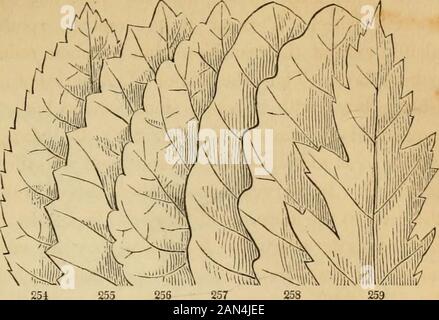 Introduction à la botanique structurelle et systématique, et physiologie végétale, : étant une 5ème et revue du livre de texte botanique, illustré par plus de treize cents coupures de bois . en Fig.243), Et ceux où il est clift ou divisé en parties séparées.L'hypothèse pratique de de Candolle relie ces formsà l'abondance ou à la scantiness du parenchyme, comparedavec la divergence et l'étendue des côtes ou des veines; sur la thésuposition que, là où le premier est complètement insuffisant pour filmoger le cadre, les lobes, les incisions, ou les denture sont nécessaires arilyproduites, s'étendant de la ma Banque D'Images