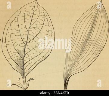 Introduction à la botanique structurelle et systématique, et physiologie végétale, : étant une 5ème et revue du livre de texte botanique, illustré par plus de treize cents coupures de bois . Les veines sont réparties dans les deux modes principaux de la laminain. Soit les vaisseaux du pétiole se divisent une fois, où ils entrent dans la lame, en plusieurs veines, qui sont parallèles l'une à l'autre à l'apex, reliées seulement par des veineaux simpletransverse (comme sur la Fig. 230) ; ou le pétiole est continuédans la lame sous la forme d'un ou plusieurs principaux ou grossiers, qui envoient des branches des deux côtés, la smalle Banque D'Images