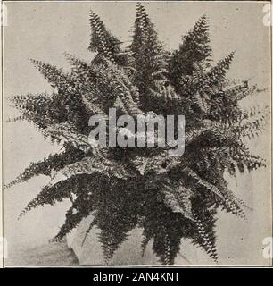 Liste des prix de gros de Dreer 1906 : bulbes plantes semences de fleurs et de légumes assaisonnées semences d'herbe engrais, outils, etc . utilisés pour le conservatoire chaud.Bausei. Feuilles vert jaunâtre, marguées et irrégulièrement blotchées avec vert foncé, et blanc tacheté. 40 cts chacun. Bowmanni. Riches feuilles vertes profondes, blanchies avec des marques irrégulières de pois-verts légers. 40 cts. Each.Jenmani. Feuillage étroit long vert brillant marbré et blanc repéré. 40 cts. chaque.flagnifica. Feuilles vert sombre brillantes ; variégées épaissies avec des taches et des taches de blanc pur. 40 cts. Chaque.Splédens. Riche, profond Banque D'Images