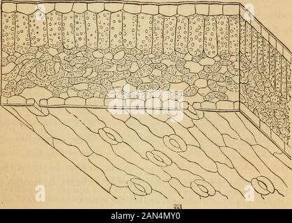 Introduction à la botanique systématique et structurel, et de légumes, la physiologie : être un 5ème et revedof le texte botanique-livre, illustré par plus de 1 300 bois gravés . s (à l'heure actuelle d'être décrites) ; et lorsque le powerfulaction Ave du soleil pour favoriser l'évaporation, en particulier dans l'air sec ; et que l'épaisseur des murs des cellules, comme tous les légumes, allowof la membrane de l'évasion de l'moistiu contenues*e par la transsudation. Thecompactness des cellules de cette strate qui est piesented-conduc teur au soleil, et leur élongation verticale, de sorte que chaque shallexpose le moins poss Banque D'Images