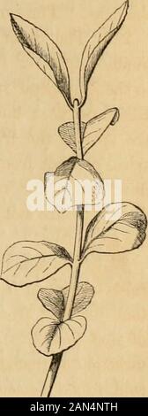 Introduction à la botanique systématique et structurel, et de légumes, la physiologie : être un 5ème et revedof le texte botanique-livre, illustré par plus de treize cents gravures sur bois . Les feuilles sont ainsi éliminés sur une courbe infinie, et mis en arenever exactement tout droit. Rectiserial Theothers sont donc appelés, parce que, comme la divergence est une partie intégrante de l'outilde la circonférence, les feuilles sont en necessarilybrought wholelength rectilineal rangs pour le de la tige. 249. Une autre série de spirales dans sometimesoccurs feuilles alternes, à savoir £, , f, T3f ; d'autres ont été andstill de Banque D'Images