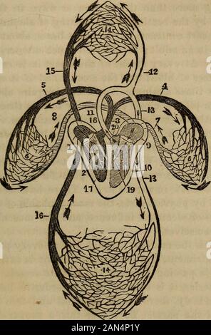 "L'anatomie, la physiologie et les lois de la santé ;' . lood à toutes les parties de thebody, les poumons inclus. L'aorte envoie des branches de la tête, du cou, des viscères et des membres inférieurs, supérieureet, qui divisent et subdiviser en innumerablesmaller ramify branches, qui à l'os, muscles, peau, andevery partie du corps, jusqu'à ce qu'ils soient enfin perdu dans le peu de vaisseaux capil-lary, le même que les extrémités des artères pulmonaires.Chaque tissu du corps est plein de ces capillaires, qui forment l'ensembleflexible lien entre les artères et les veines. C'est alors que theblood est passant par ces, t Banque D'Images