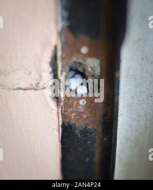 Maison commune gecko œufs déposés dans un trou d'un cadre de porte. Merida, Yucatan, Mexique. Banque D'Images