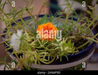 Portulaca grandiflora Orange Banque D'Images