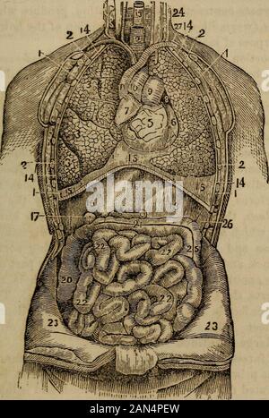 "L'anatomie, la physiologie et les lois de la santé ;' . e plen-tifully qu'à tout autre organe. Il dispose également d'une branche étendu à itfrom le grand sympathique, ce qui provoque son soreadilj à sympathiser avec d'autres parties du corps quand ils sont malades. Letany important organe du système sont gravement touchés, et thepatient devient malade à l'estomac. Les intestins.les intestins, ou canal alimentaire, comme on les appelle parfois, sont divisés en deux parties, le petit et le gros intestin. Le smallintestine, chez un adulte est d'environ vingt-cinq à trente pieds de longueur, LES LOIS DE LA SANTÉ. 3 Banque D'Images