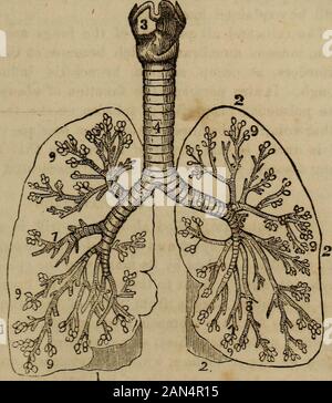 "L'anatomie, la physiologie et les lois de la santé ;' . ernum orbreast-os, et divise la poitrine en deux cavités. Les LOIS DE LA SANTÉ. 31 La forme des poumons, dans son ensemble, correspond à la cavité de la poitrine, est arrondie ou convexe suivant les côtes, et creux ou con-cave next le cœur et le diaphragme. Ils sont en couleur d'un grayishTed, mais dans la vieillesse modification d'un pourpre livide. La grande mem-brane séreuse, déjà décrites, qui tapisse l'intérieur de la poitrine, la plèvre calledthe se reflète sur les poumons, et fait leur couverture externe-ing ou manteau. C'est à dire, la plèvre est double, une lame de Banque D'Images