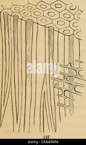 Introduction à la botanique systématique et structurel, et de légumes, la physiologie : être un 5ème et revedof le texte botanique-livre, illustré par plus de treize cents gravures sur bois . Banque D'Images