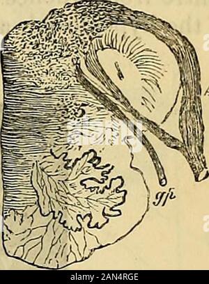 Principes du charpentier de la physiologie humaine . e série de cellules ganglionnaires comme ceux de whichthe accessoire spinal et racines pneumogastrique havesuccessively est posée, et qui sont maintenant coulé betweentwo nouvelles masses de substance qui theAuditory vésiculaire de nerfs prennent leur origine. L'appareil auditif est nerveitself vu de diviser en deux parties, l'une curvinground le côté du bulbe, et formant la célèbre élévation transversale sur le plancher de l'FourthVentricle, de mettre fin à l'intérieur ou auditorynucleus postérieur et dans une certaine mesure dans le noyau externe, l'autre plongeant dans thesubstance Banque D'Images