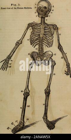 "L'anatomie, la physiologie et les lois de la santé ;' . et à l'arrière du nez, et ne peut pas être indiqué sur la plaque.Le Sphenoid forme le plancher du crâne, et a de nombreux trous ou il openingsthrough, offrant des passages pour les nerfs et les vaisseaux sanguins. 6. Malar, ou la joue d'os-un de chaque côté. 7. Les os maxillaires supérieurs et inférieurs-ou les os des mâchoires supérieure et inférieure.Outre les os que j'ai nommés, il y a plusieurs plus petits dans la tête et le visage, comme les petits os de l'oreille, et d'autres pas necessai*y parler. Les os du tronc. La colonne vertébrale  : les vertèbres ou les os de la colonne vertébrale, Banque D'Images