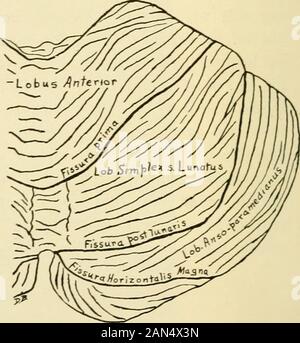 La physiologie et la biochimie de la médecine moderne . Fig. 223.-diagrammes pour représenter respectivement une vue ventrale de la moitié gauche et une dorsalview de la moitié droite de la cervelet humain illustrant le plan de lotissement d'entretienconformément Bolk. (À partir de photographies de spécimens du Musée anatomique, Western Reserve. MedicalSchool) (de Davidson noir. ; travail de corrélation peut être résumé comme suit (cf. Davidson Black16) : Thelobus cerebelli antérieure (voir Fig. 223) contient les centres pour la coordination de la nation les groupes de muscles de la tête (yeux, de la langue, les muscles de mastica-tion, les muscles de l'expre Banque D'Images