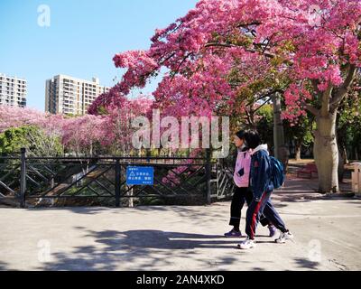 Les gens à pied en vertu de la floraison des arbres de soie avec des fleurs roses sur le campus de l'Institut chinois d'Engenieering Logiciel dans la ville de Guangzhou, s Banque D'Images