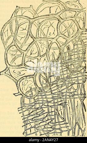 Cooley's Cyclopedia de recettes pratiques et de l'information collatérale dans les arts, manufactures, professions et métiers, y compris la médecine, pharmacie, l'hygiène, et l'économie nationale : conçu comme un supplément à la pharmacopée et de l'ouvrage de référence pour le fabricant, commerçant, amateur, et les chefs de famille . semences de la cocoa est composé d'épis et seedproper. Sous le microscope l'enveloppe ex-hibits sur sa surface un certain nombre de structure tubulaire Banque D'Images