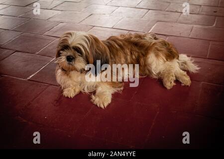 Portrait d'un shih tzu assis sur un sol rouge. Banque D'Images