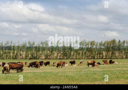 Les vaches paissent dans un pré fauché près de la route Banque D'Images