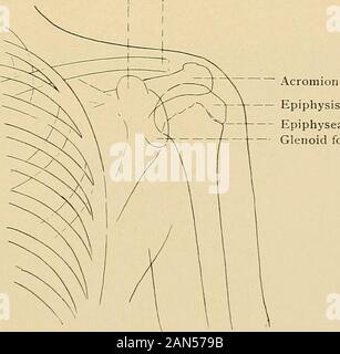 Le traitement des fractures . Fig. 151.-l'homme, soixante ans d'âge. Fracture du col anatomique de l'humérus, six à monthsprevious ce (X-ray tracing). Swing en arrière et l'enlèvement slightlv otherwisenormal, limité les mouvements. Lien utile. Coracoidprocess. La clavicule. Ligne épiphysaire.fosse glénoïde.. Fig. 152.-l'épaule normale, montrant l'épiphyse de l'extrémité supérieure de l'humérus 1 X-ray tracing !. 131 Banque D'Images