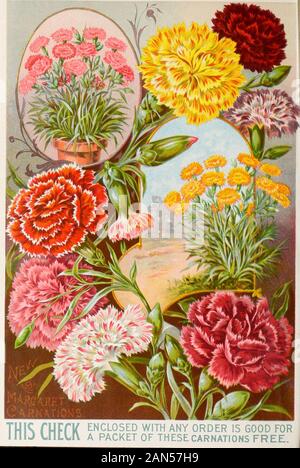Childs' fleurs rares, légumes & fruits pour 1895 . t sur tous les autres Œillets, dont personne n'a jamais pensé. Pensez à obtenir des Œillets dans flowerfrom ia semence sur quatre mois, qui dure tout au long de l'hiver, et de différentes couleurs, blanc, rose, rouge, violet, rouge, blanc, marbrées, en flocons, varié, etc. Nous disons sans hésitation, qu'il est le plus importantflower-semences nouveauté dans de nombreuses années. Ils sont semblables précieux pour la culture en pot ou pour le jardin, et dans eithercase ils sont exquis. Technique mixte, TOUTES LES COULEURS Blanc, rose, rouge, blanc, violet, pourpre, tachetés, rose, varié, etc., Banque D'Images