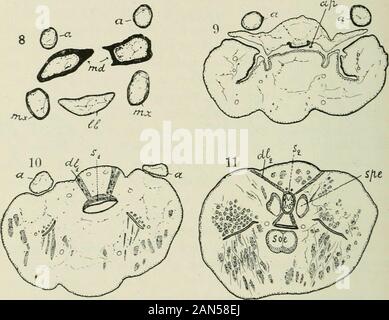 Quarterly Journal of science microscopique . récemment éclos (a) et (b) d'une larve mature au même grossissement. Zeiss, ob. Jj, oc. 0. qui a lieu dans le thorax. Dans ce divisionscan avant-gul trois être reconnue, à savoir la partie avant d'atteindre à l'nervousganglia : la partie centrale correspondant à l'pharyngealring du système nerveux : et les pattes postérieures ou post-partie cérébrale.ou oesophage tlic proprement dit. La partie avant est un tube aplati dorso-ventralement Cext-fig. II) ; avec des bords latéraux. Sa surface supérieure est coveredwith les faisceaux musculaires transversales &lt;v- qui sont attachés à la forte Banque D'Images