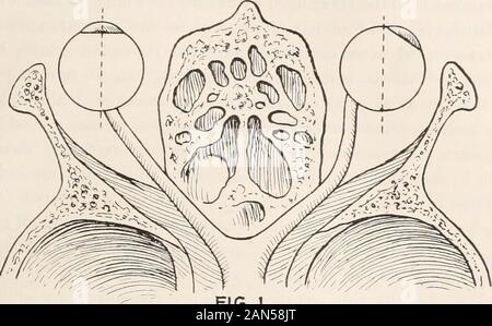 Journal officiel de l'ophtalmologie, l'otologie et de laryngologie . le nerf optique serait facilement rompu. Tel étant le cas, comment est-il possible à la tête du nerf optique pour traverser le samenumber de degrés d'arc dans la rotation de l'œil en son centre comme thecornea ? 500 qui latéralement par mesures nécessite l'étirage-ing ou d'allongement du nerf optique au moins 8 millimètres et à agreater en cas de strabisme ou marquée d'une grande ma-opia, disons, 20 dioptries, ce qui est une augmentation de l'abord antéro-posteriorof l'oeil 6,1 millimètres dans la partie postérieure. En plus il n'est pas sufficientro Banque D'Images