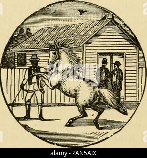 Le cheval de la famille : ses écuries, les soins et l'feedingA manuel pratique pour les soldats à cheval . courseto poursuivre est d'isoler l'animal au-delà du risque de contact withothers, et appeler un vétérinaire qualifié et place le cas dans hishands. Il y a d'autres plaintes qui ont certains des incipi-ent les symptômes de morve, et de nombreux chevaux sont sans aucun doute les prenant pour sacrificedthrough les répugnants de la maladie. Farcy est la forme bénigne de la maladie qui s'exécute souvent intoglanders. Les symptômes caractéristiques de la matité, lackof farcy sont l'appétit, et dans certains cas un gonflement des jambes. Sur le swellingsappear avec fil Banque D'Images