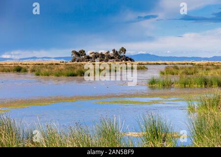 Île avec des pierres et des arbres, près des îles flottantes Uros sur le lac Titicaca au Pérou, en Amérique du Sud. Banque D'Images