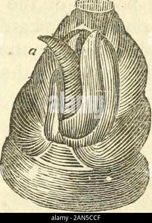 L'histoire naturelle des insectes : composé de leur architecture, des transformations, des sens, de l'alimentation, des habitudes, de collecte, de conservation et d'arrangement . des mites et des papillons, en ayant six fiom-ado à vingt-huit pieds, par lequel ils ont habituellement l'hangto ils se nourrissent de feuilles, alors qu'ils enroulez le hinderpart de leurs corps dans une virole. Le fliesare parfait distingue par quatre ailes transparentes ; et VU-mouches. 153 parmi les plus courants ont un corps plat d'ayellow ou orange, alors que la tête et shouldersare noir. Afin de voir l'ovipositeur à laquelle nous shallfor le présent tourner notre chef à Banque D'Images