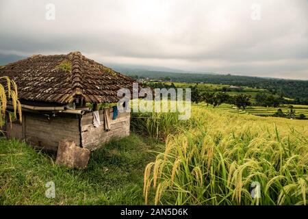 Ombre vide maison sur le bord de la luxuriante grands plants de riz dans les rizières en terrasses de Bali Banque D'Images