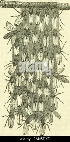 L'histoire naturelle des insectes : composé de leur architecture, des transformations, des sens, de l'alimentation, des habitudes, de collecte, de conservation et d'arrangement . ntérieur dans un cluster, comme une curtainwhich est composé d'une série d'festoonsor entrelacées de guirlandes, qui se croisent dans tous les sens, l'ambition de maintenir sa position d'abeilles par layinghold du toit avec ses pattes avant, et le succeedingone en posant la main sur les pattes de la première. ^^ une personne, dit Réaumur, doit disposer d'beenborn dépourvu de curiosité à ne pas s'intéresser à l'enquête de ces merveilleux travaux. YetReaumur h Banque D'Images