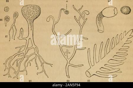 Introduction à la botanique systématique et structurel, et de légumes, la physiologie : être un 5ème et revedof le texte botanique-livre, illustré par plus de treize cents gravures sur bois . 64 L'ÉLABORATION DE PLANTES, cellules ramifiées, inextricablement entrelacé ou compactés, et la formation d'densemasses de taille considérable et de formes.. 104. Alors que dans ces cas les ramifications de la cellule imiter, il s'agissait d'Oras laissent présager, la tige et les branches de plus organizedplants Botrydiurn, nous avons en (Fig. 88) Une cellule dont l'ramificationsresemble et exerce les fonctions d'une racine. Il se compose d'ane Banque D'Images