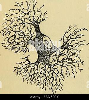 Principes du charpentier de la physiologie humaine . dans lequel le nervesterminate de façon périphérique n'est pas à proprement dit d'beaccurately connu dans toute instance, avec l'ex-ception, peut-être, des corpuscules de Pacinian§ dans le cas d. les nerfs moteurs et les nerfs des sens ofspecial, des différences considérables d'opinionstellate Cellule nerveuse, de l'exister (qui sera dorénavant plus particulièrement noyau cervicis cornu (postérieur ""/&gt ;" " , N , i ,i , j'• , -il colonne vésiculaire) d'un fcetus de six 2 eierrea à), à savoir s'il y a un mois,plexus terminal x 420. ou si les nerfs fin dans les boucles ou Banque D'Images