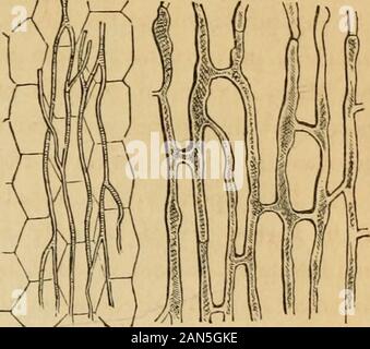 Introduction à la botanique systématique et structurel, et de légumes, la physiologie : être un 5ème et revedof le texte botanique-livre, illustré par plus de 1 300 bois gravés . nation étant soit brusque ou plus communément coniques ou ob-tusely a fait. Dans les parties jeunes conduits, comme d'autres cellules, containliquid, le jus de la plante ordinaire : dans les anciennes tiges ils arcfilled avec de l'air, sauf lorsque l'ensemble du tissu est colleté avec SAP, qui trouve son chemin dans ces aussi. 62. Fibrilliform entrelacé des tissus. C'est tout à fait distincte de tissu cellulaire ordinaire, et comme digne d'un nom spécial, Banque D'Images
