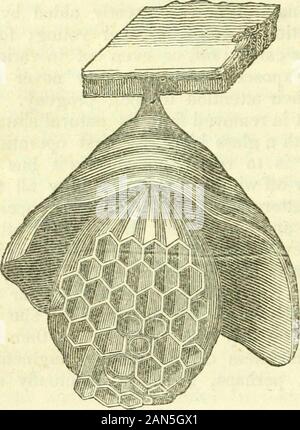 L'histoire naturelle des insectes : composé de leur architecture, des transformations, des sens, de l'alimentation, des habitudes, de collecte, de conservation et d'arrangement . thosewhich nous avons déjà décrit. Le breacheswhich le nid peut avoir souffert sont ensuite remis en état,et l'épaisseur des murs est augmentée, avec le design, peut-être, plus efficacement pour excludingthe hght. Le nid du frelon est presque la même structure dans avec que du wasp ; mais les matériaux plus grossiers, areconsiderably et les colonnes à qui theplatforms de cellules sont suspendus sont plus grandes andstronger, celle du milieu étant deux fois plus épais qu'un Banque D'Images